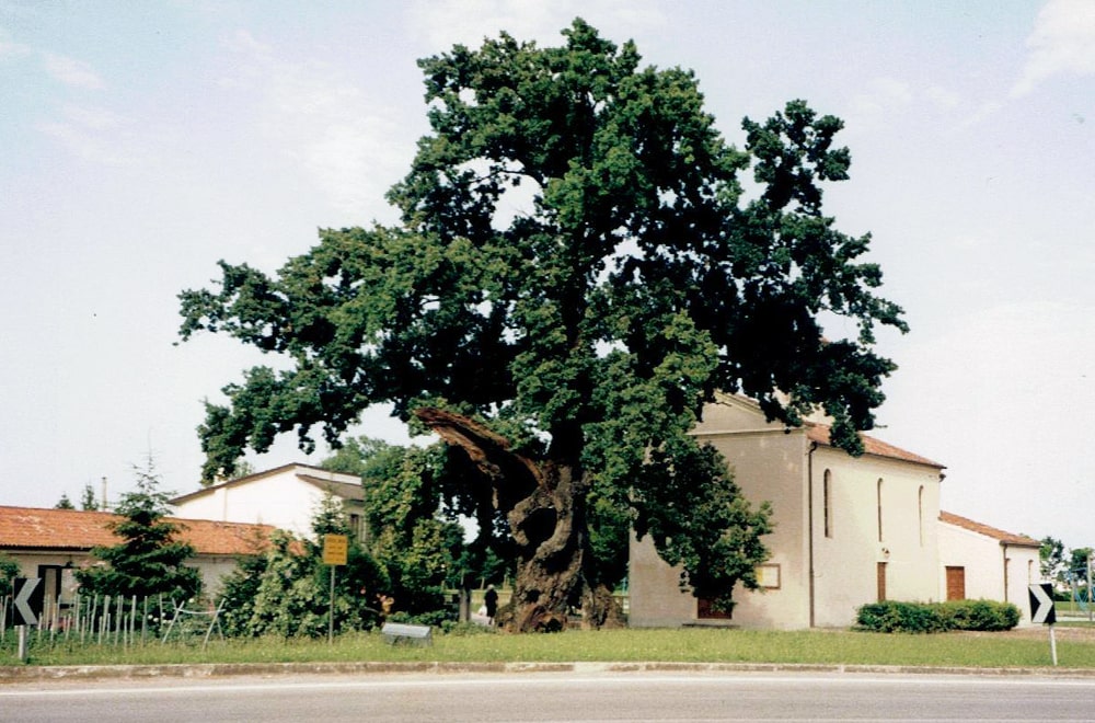 Oak, Villanova di Fossalta